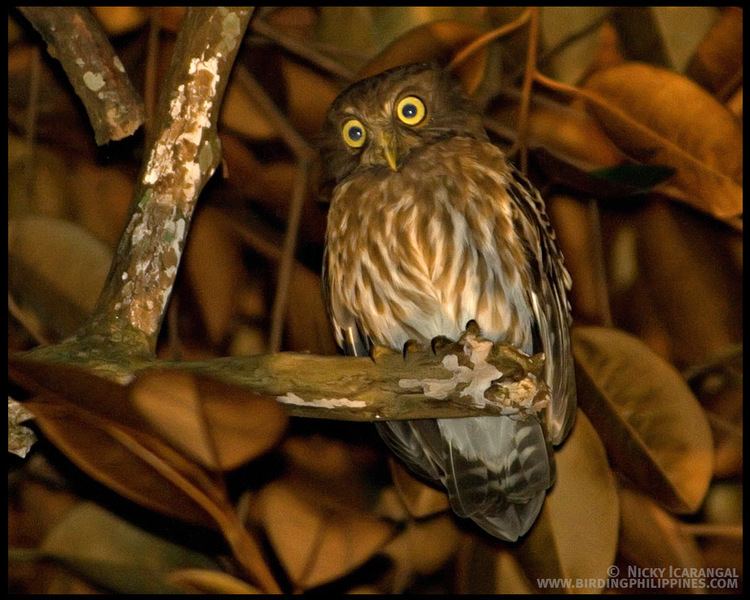 Philippine hawk-owl Philippine Hawkowl Birding Adventure Philippines Guided