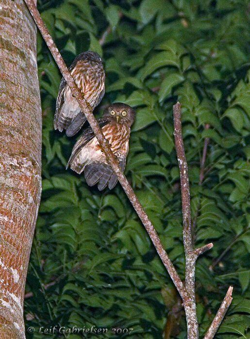 Philippine hawk-owl Mangoverde World Bird Guide Photo Page Philippine HawkOwl Ninox