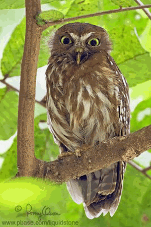 Philippine hawk-owl wwwplanetofbirdscomMasterSTRIGIFORMESStrigida