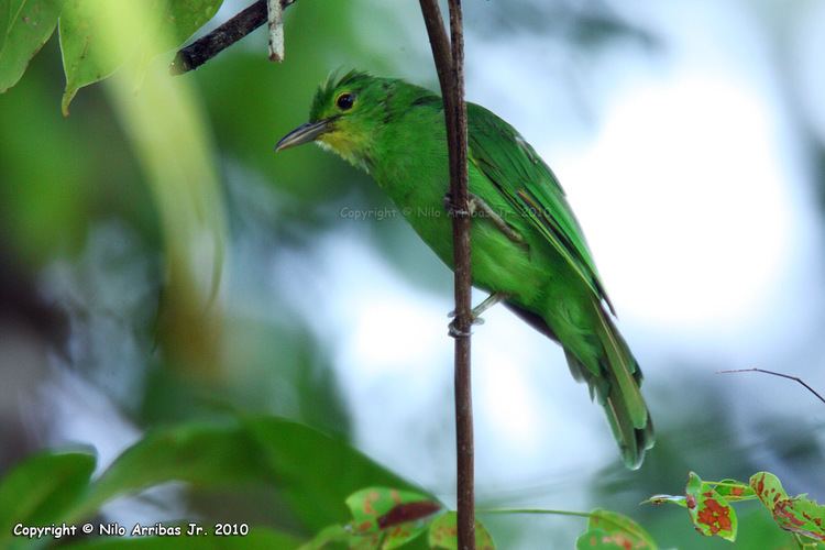 Philippine leafbird Birds and Birders in Bislig Philippine Bird Photography Forum