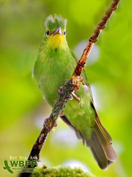 Philippine leafbird animalialifeclubdataimagesphilippineleafbird