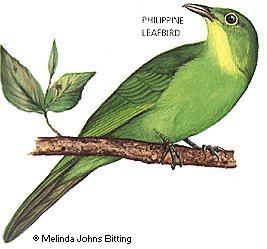 Philippine leafbird Philippine Leafbird
