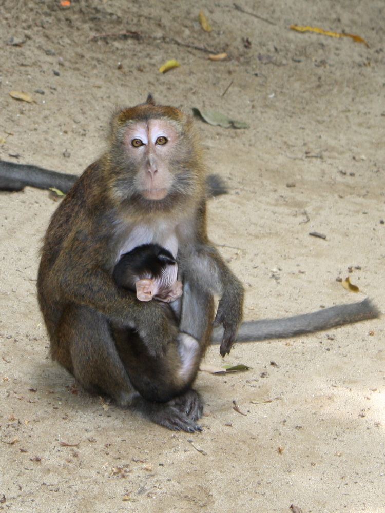 Philippine long-tailed macaque httpsuploadwikimediaorgwikipediacommonsaa