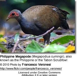 Philippine megapode Philippine Megapodes Megapodius cumingii