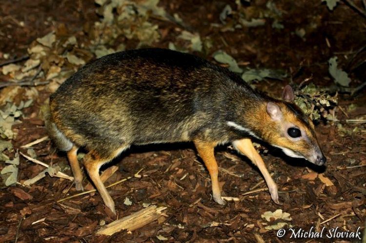 Philippine mouse-deer Creature Feature Philippine MouseDeer Environment and Sustainability
