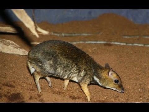 Philippine mouse-deer Balabac kantjil Philippine mousedeer ZOO Antwerpen YouTube