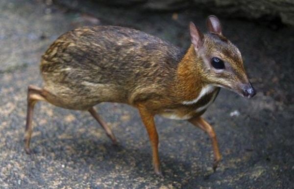 Philippine mouse-deer List Of The Rarest Animals Found In The Philippines Cheat List