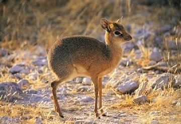 Philippine mouse-deer The endangered Philippine mouse deer Beautiful and odd creatures