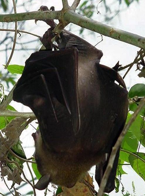Megabat, Bat, Moluccan naked‑backed fruit bat, Western Naked‑backed ...