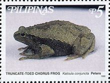 Philippine narrowmouth toad httpsuploadwikimediaorgwikipediacommonsthu