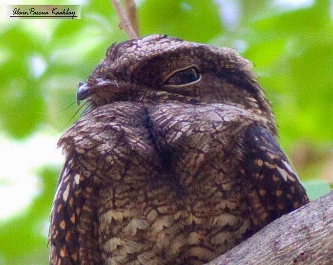 Philippine nightjar Oriental Bird Club Image Database Photographers