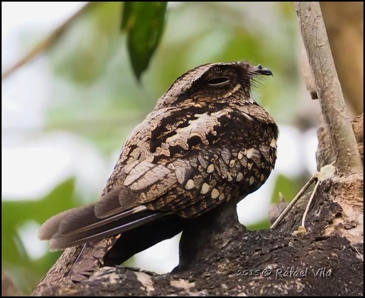 Philippine nightjar Philippine Nightjar Caprimulgus manillensis videos photos and