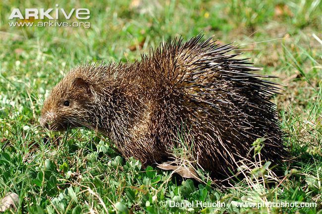 Philippine porcupine Philippine porcupine videos photos and facts Hystrix pumila ARKive