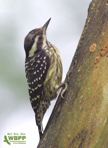 Philippine pygmy woodpecker Oriental Bird Club Image Database Philippine Pygmy Woodpecker