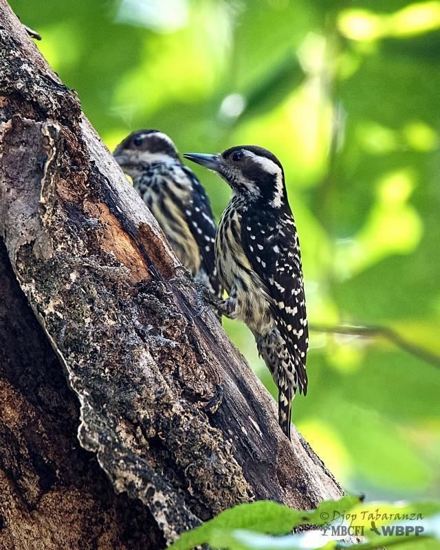 Philippine pygmy woodpecker Philippine Pygmy Woodpecker Picoides maculatus videos photos and