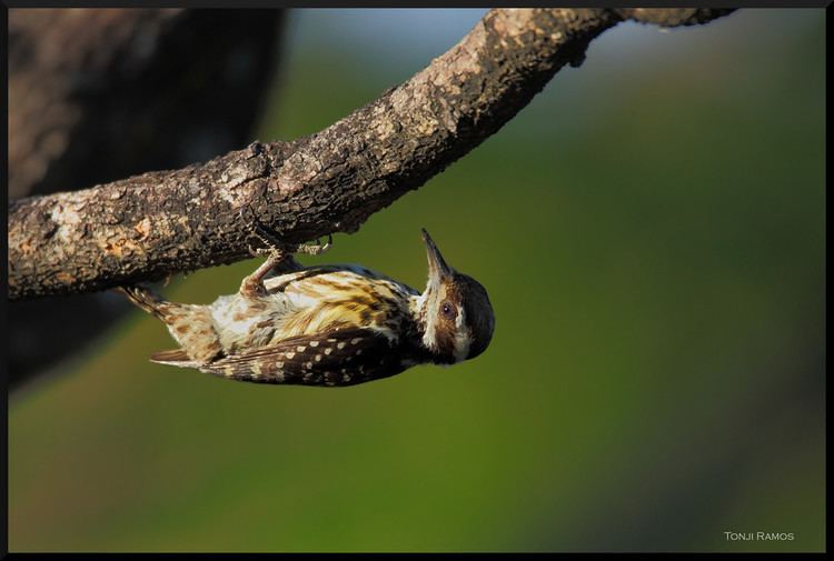 Philippine pygmy woodpecker Nature Page Meet the Philippine Pygmy Woodpecker