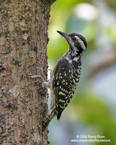 Philippine pygmy woodpecker Philippine Pygmy Woodpecker Bird Gallery Birdwatchph