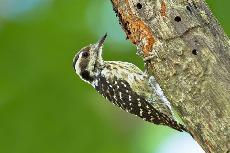 Philippine pygmy woodpecker Woodpeckers of the World The Complete Guide Alain Pascua