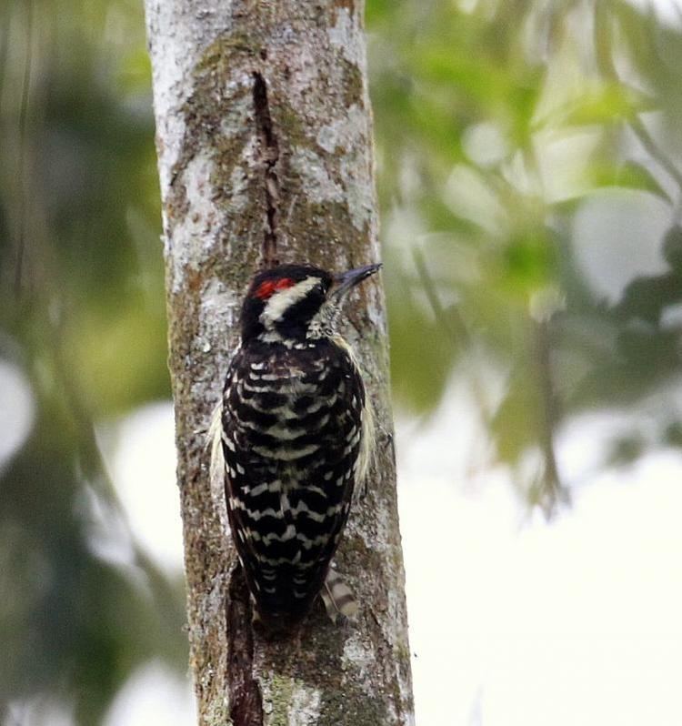 Philippine pygmy woodpecker Philippine Pygmy Woodpecker Picoides maculatus videos photos and
