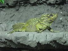 Philippine sailfin lizard httpsuploadwikimediaorgwikipediacommonsthu