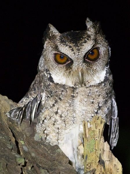 Philippine scops owl Oriental Bird Club Image Database Philippine Scops Owl Otus