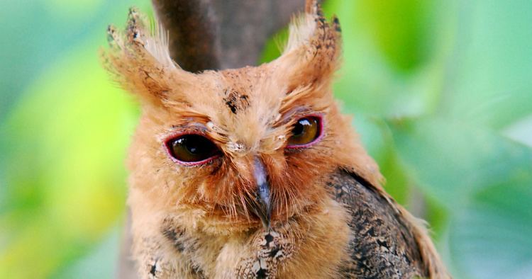Philippine scops owl Philippine Scops Owl Otus megalotis Information Pictures