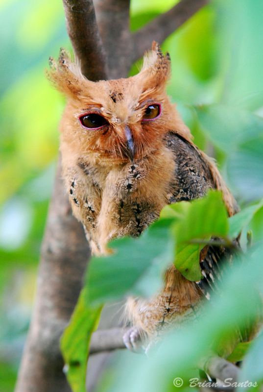 Philippine scops owl Philippine Scops Owl Otus megalotis Picture 2 of 3 The Owl Pages