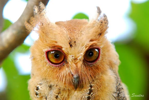 Philippine scops owl - Alchetron, The Free Social Encyclopedia