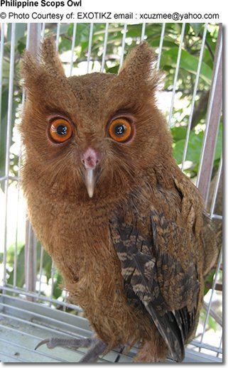 Philippine scops owl Philippine Scops Owls Otus megalotis