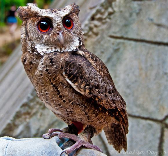 Philippine scops owl Philippine Scops Owl Project Noah