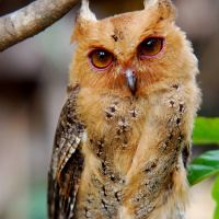 Philippine scops owl wwwowlpagescomowlsspeciesimagesphilippinesc