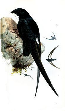 Philippine spine-tailed swift httpsuploadwikimediaorgwikipediacommonsthu
