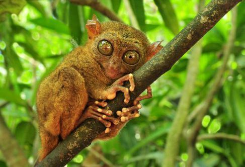 Philippine tarsier 5 Interesting Facts About Philippine Tarsiers Hayden39s Animal Facts