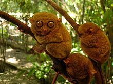 Philippine tarsier httpsuploadwikimediaorgwikipediacommonsthu