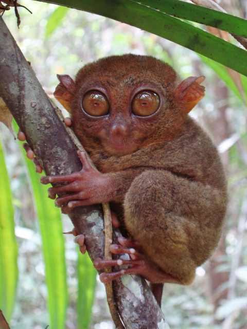 Philippine tarsier Philippine Tarsier Google Search primates Pinterest