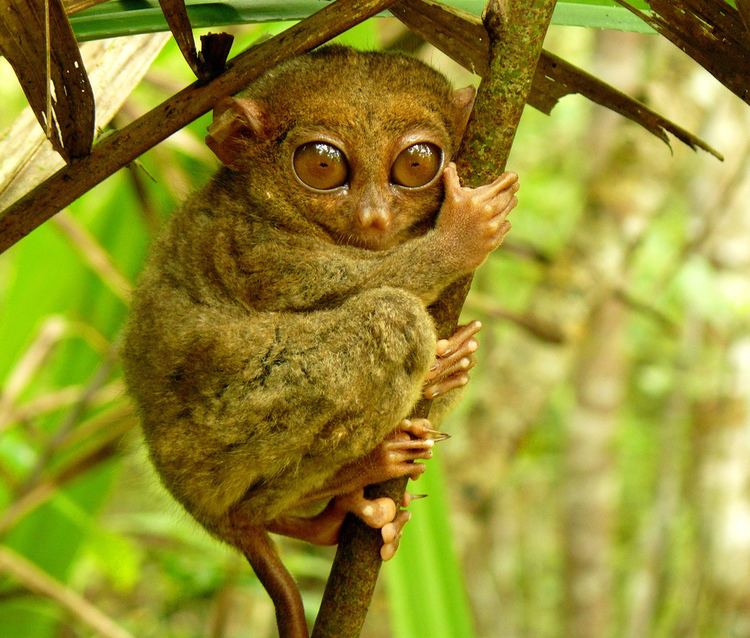 Philippine tarsier Adaptations of the Philippine Tarsier