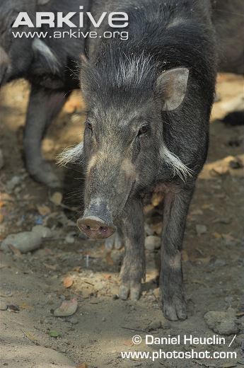 Philippine warty pig Philippine warty pig videos photos and facts Sus philippensis