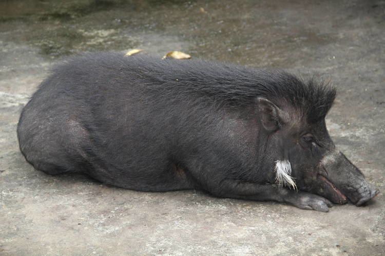 Philippine warty pig Philippine Warty Pig Sus philippensis ZooChat