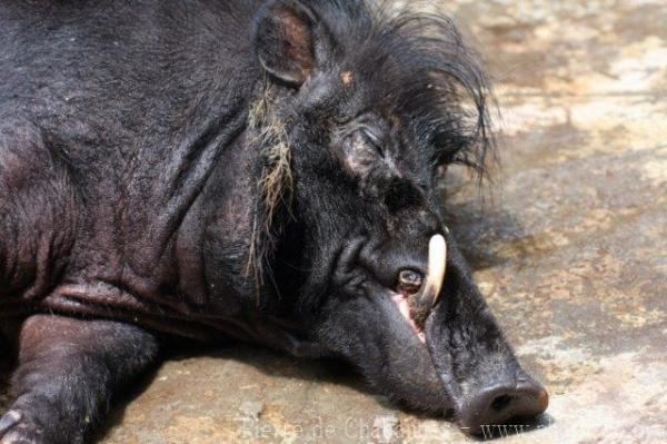 Philippine warty pig warty pig