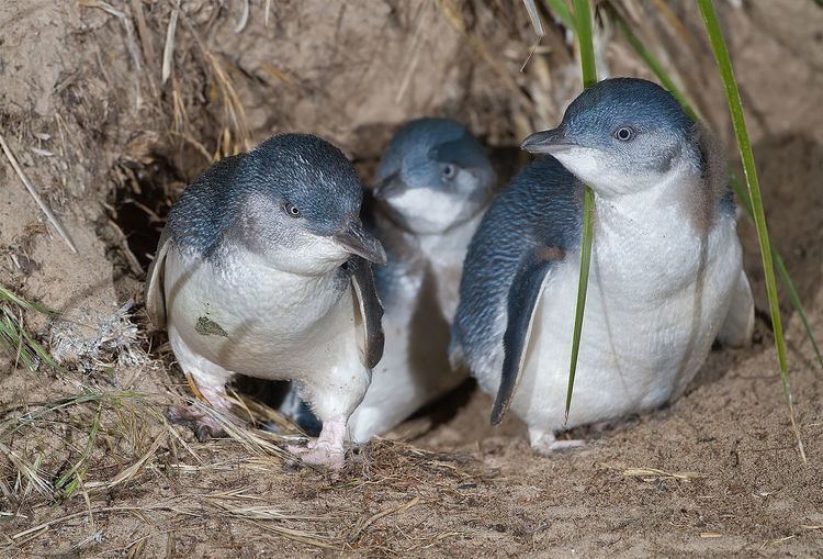 Phillip Island Important Bird Area