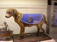 Philly (dog) httpsuploadwikimediaorgwikipediaenthumb1