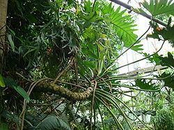 Philodendron bipinnatifidum httpsuploadwikimediaorgwikipediacommonsthu