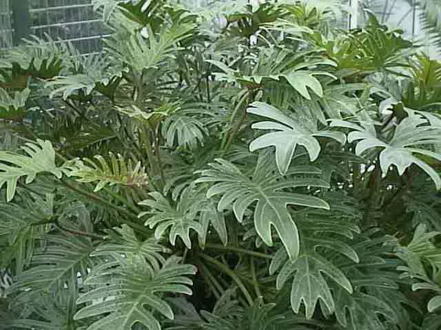 Philodendron Philodendron Plants How to grow and care for Philodendrons Garden