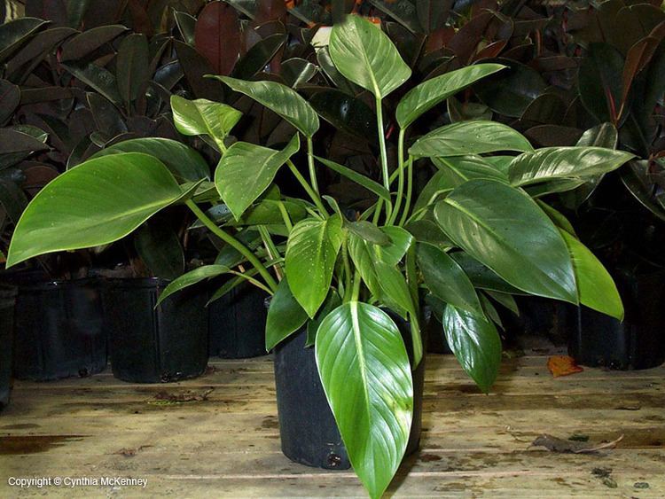 Philodendron domesticum Outstanding Interior Plants