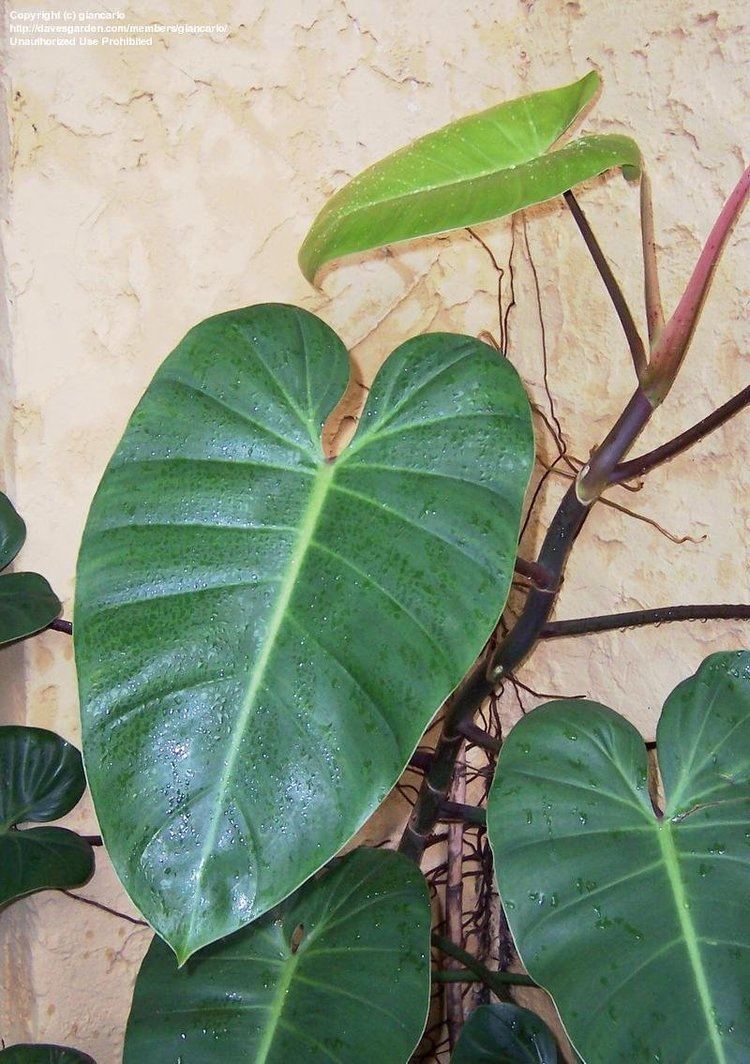 Philodendron domesticum PlantFiles Pictures Spadeleaf Philodendron Philodendron