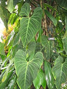 Philodendron gigas httpsuploadwikimediaorgwikipediacommonsthu