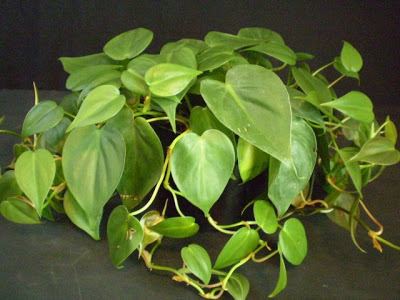 Philodendron hederaceum Plants are the Strangest People Sailor Philodendron hederaceum