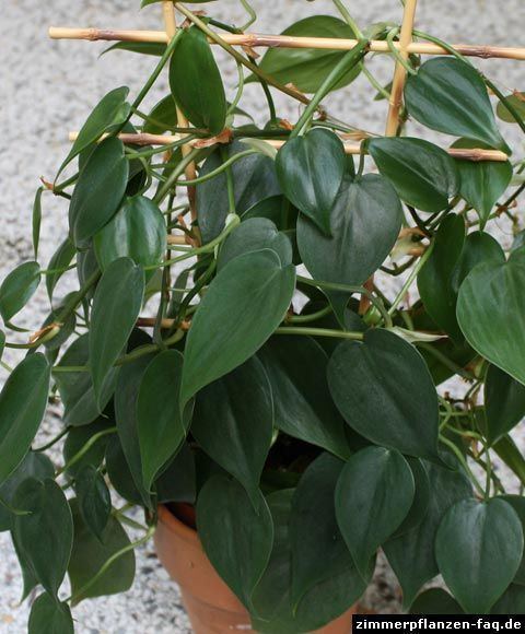 Philodendron hederaceum Filodendrobrasil Philodendron hederaceum Extrieur Espces