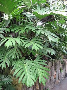 Philodendron pinnatifidum httpsuploadwikimediaorgwikipediacommonsthu