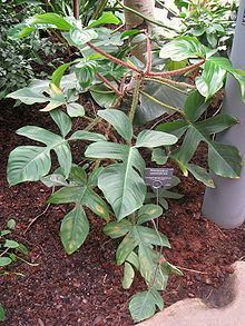 Philodendron squamiferum httpsuploadwikimediaorgwikipediacommonsthu